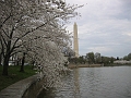 09 Cherry blossoms, Washington Monument